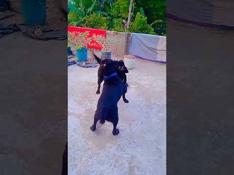 #YouTube shorts #4kviral #shorts #love #dog #tranding#shorts