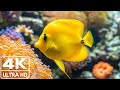 Under Red Sea 4K Beautiful Coral Reef Fish Relaxing Sleep Meditation Music 4K Video