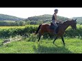 Equestrian property Pyrénées-Atlantiques