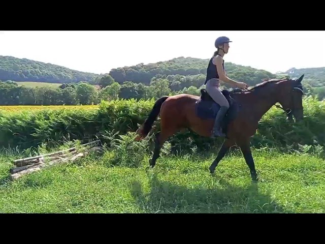 Equestrian property  Pyr&eacute;n&eacute;es-Atlantiques