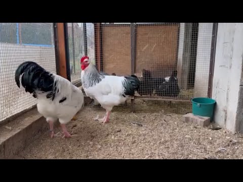light Sussex chicken breed | light sussex farm