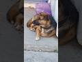 Cute Dog Is Looking Some Kind Person Whos That Dog PetLover FamilyDog Hammyandolivia CuteAnimals Nat