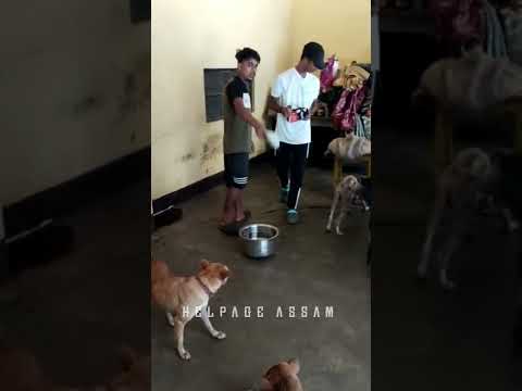 Feeding Dog's❤️//HELPAGE ASSAM//