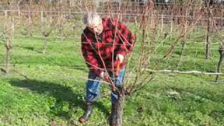 preview picture of video 'Grape pruning with Jaison Kerr of Kerr Farm Wine at Kumeu, New Zealand.'