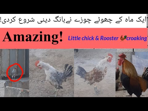 Little chick start Crowing Rooster Crowing Compilation Plus - Rooster crowing sounds age Effect 2021