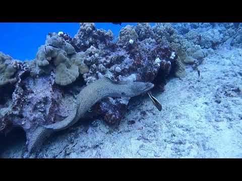 Epic battle between eel and octopus!