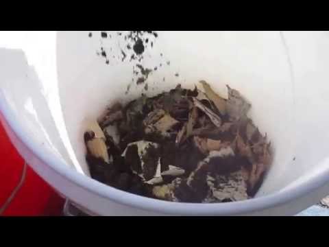 worm compost experiment
