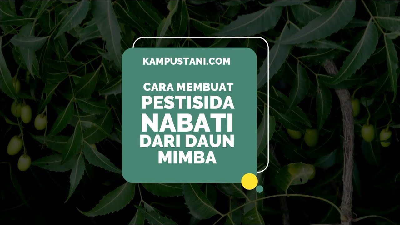 Cara Membuat Pestisida Nabati dari Daun Mimba - Kampus Tani