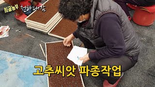 고추씨앗 파종 / 고추모종 만들기 고추농사 시작 고추재배 / 시골농부 천하대감