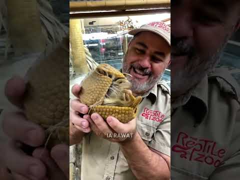 Paman ini berpamitan kepada hewan yang iya rawat #short #animals