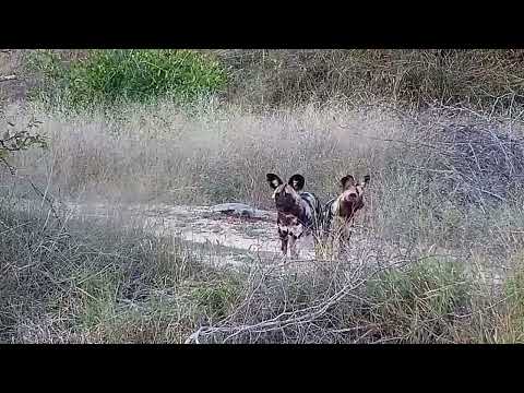 Djuma: African Painted Dogs - 17:49 - 04/03/2022