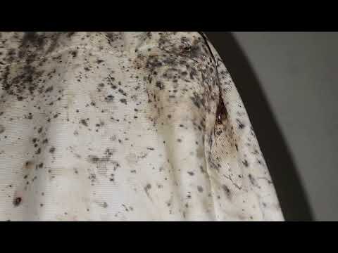 Bed Bugs Found Everyone in Fair Haven, NJ