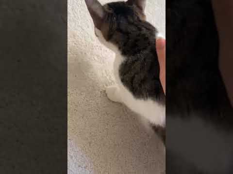 cat coughing - is this normal?