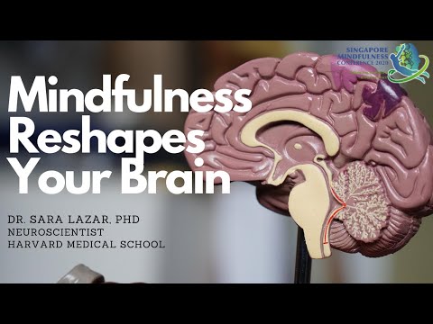 [Trailer] Mindfulness Reshapes Your Brain | Dr. Sara Lazar