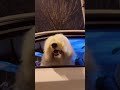 Does Your Dog Have Some Dance Moves Too Shortsfeed Shorts
