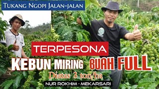 Download lagu TERPESONA KEBUN MIRING TAPI BUAH FULL diatas 3 ton/ha  || Tukang Ngopi Jalan-jalan mp3