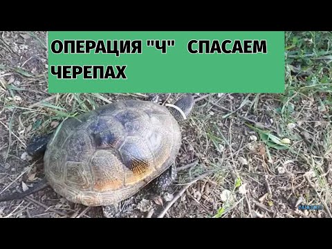 Операция "Ч".Спасение и переселение черепах.