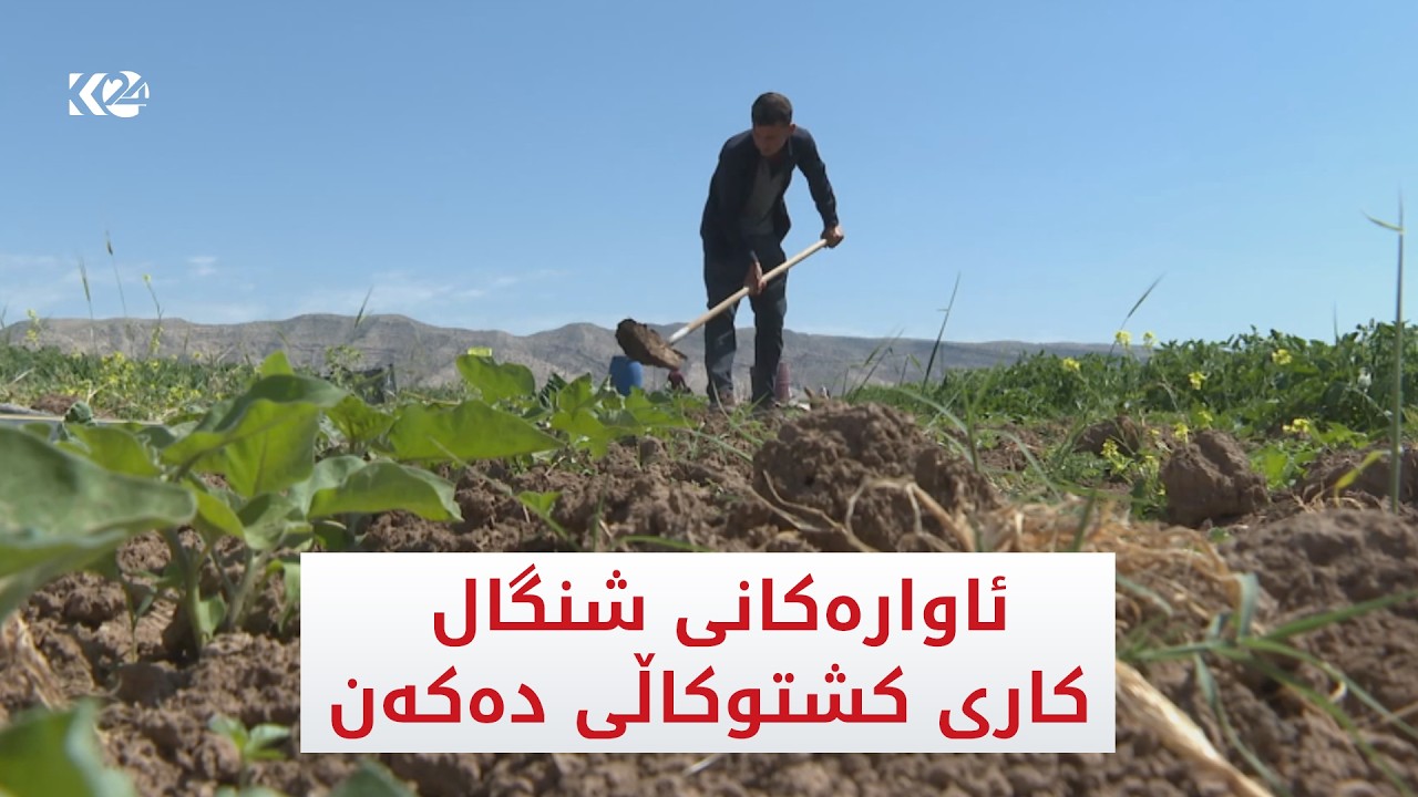 ڤیدیۆ | بەشێک لە ئاوارەکانی شنگال لە دهۆک کاری کشتوکاڵی دەکەن
