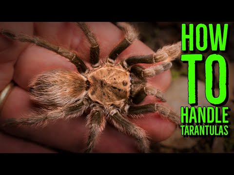 Top 10 Tarantulas To Handle (How To Hold a Spider)