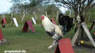 Antonio Aguilar Gallero De Corazon