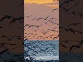 #sea#birds#shortsvideoviral