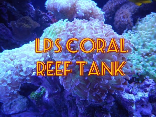 LPS Reef Tank | Beginner Guide To Saltwater Aquariums