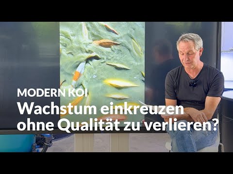 Karashigoi einkreuzen: Wo klappt’s wirklich? | Modern Koi Blog #7832