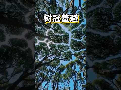 树冠羞避#树冠羞避#科普#神奇的大自然#植物科普#海外知新