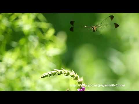ノシメトンボが飛び立って元の場所に戻る