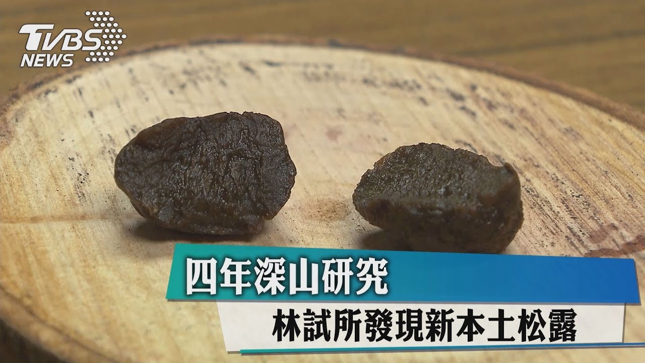 4年深山研究　林試所發現新本土松露
