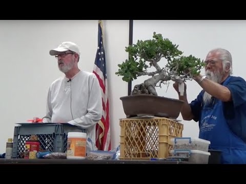 Al Nelson on California Oak Bonsai