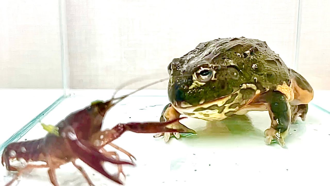 The battle between the frog and the crayfish is intense.