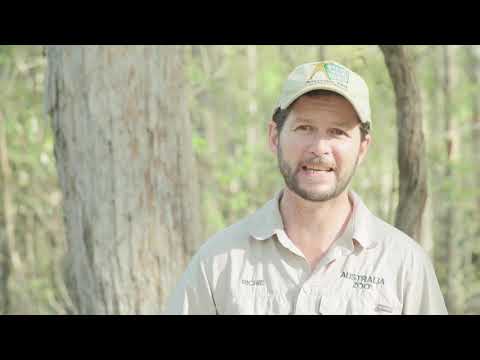 Bowie the koala is released back into the wild!