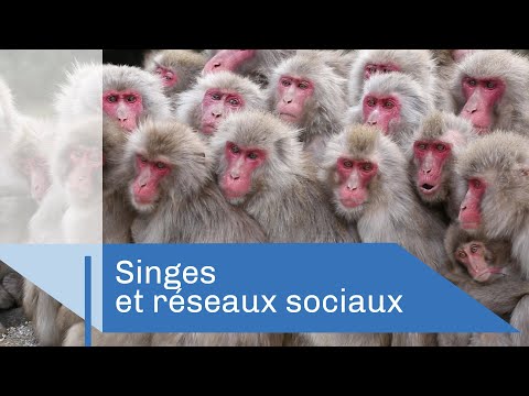 Comment la culture se transmet chez les singes | Reportage CNRS
