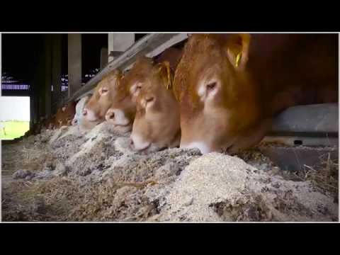 download lagu mp3 mp4 Schicketanz, download lagu Schicketanz gratis, unduh video klip Download Schicketanz Mp3 dan Mp4 Free All Gratis