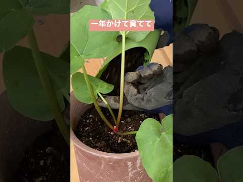 ルバーブが熟しているかどうかはどうやってわかりますか?園芸の専門家からのアドバイス  庭園