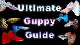 The Ultimate Guide to Guppy Care and Breeding!