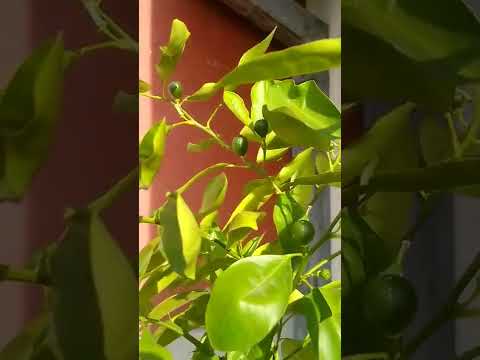 Blumat Tropf sistem za zalivanje cveca na terasama