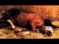 Foal being born @ Genesis Arabians 