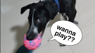 My dog ask me to play with him | heyjoe | Dalmatian × Doberman mix breed
