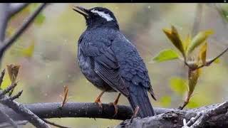 Download lagu suara pikat burung anis hitam gacor ngerol || burung anis siberia mp3