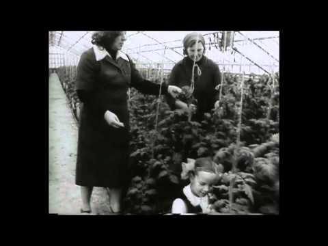 Vydmantai archyviniai kadrai