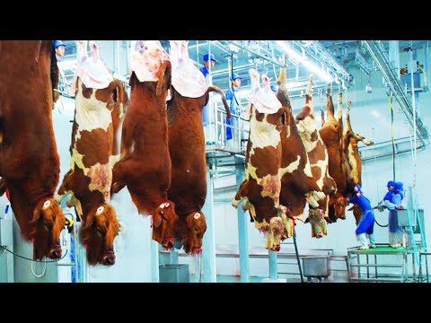 Fattening Cow Farming Equipment & Technology - Cattle Slaughter & Processing Line In Factory