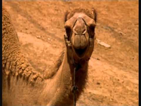 Wayne Goss NWD 8: Dirt-biking