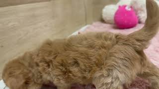 ハーフ犬の動画01