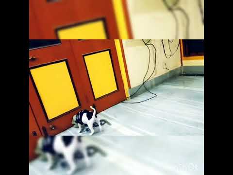 I AM FASTER THAN EVERYBODY....COOKIE 💖 #DOG