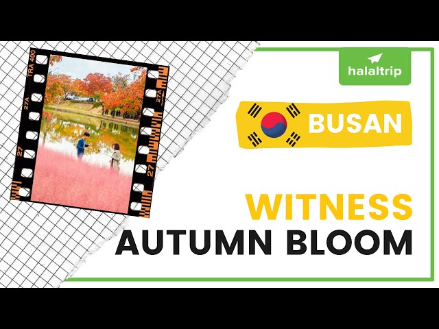Witness Autumn Bloom in Busan