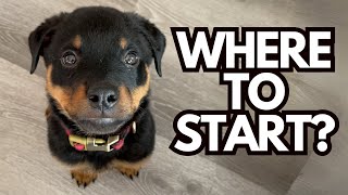 What's the BEST Order to Train Dog Obedience Skills?