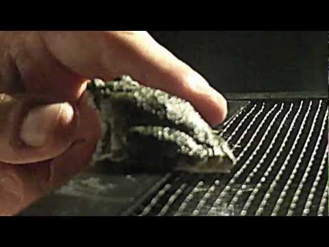 Tree Frogs Don't Like Dead Crickets