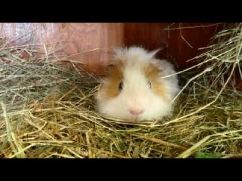 Cavy Corner Gavin says Hello